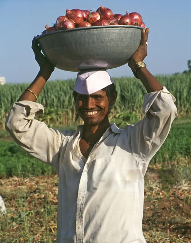 A team of farmers in an onion field